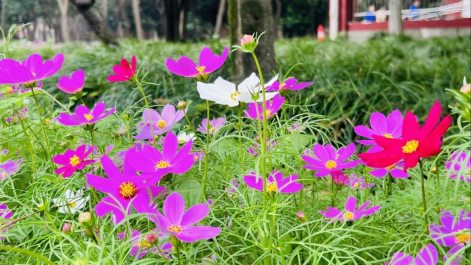 格桑花的味道